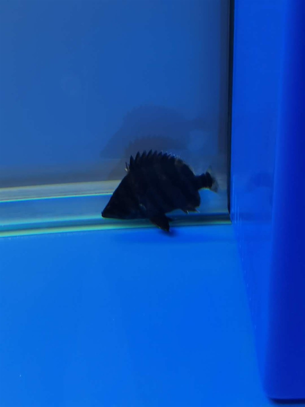 虎魚幾天不動