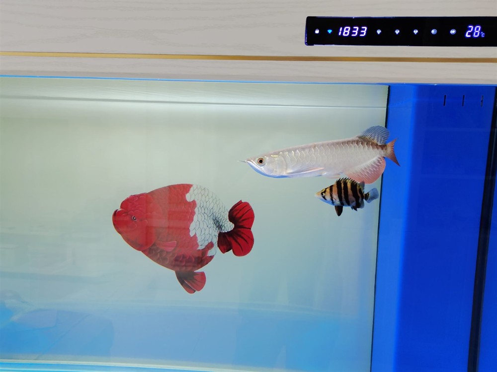 虎魚幾天不動