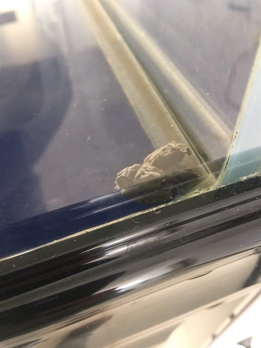 請教下懂豬鼻龜的朋友