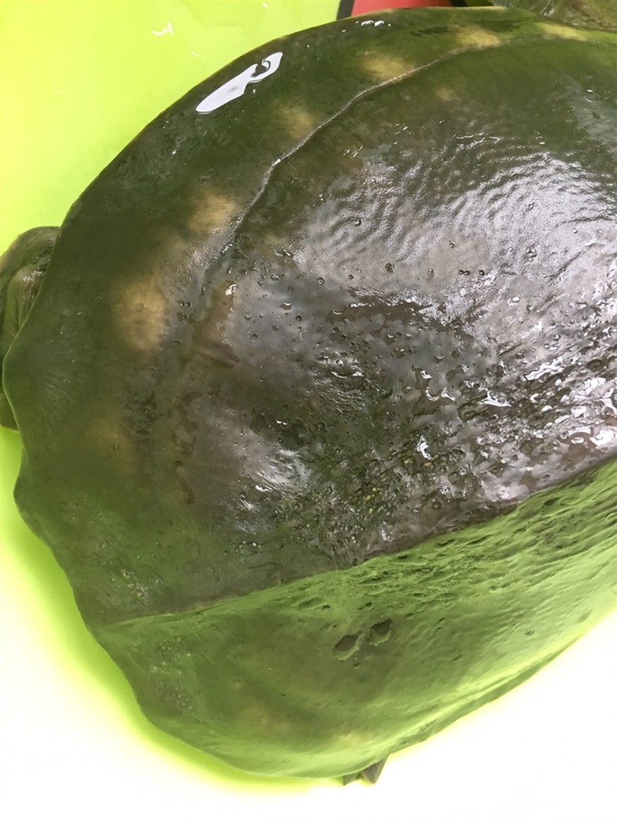 如何判斷龍龜是否擺對，判斷龍龜是否擺對，龍龜是否擺對的步驟