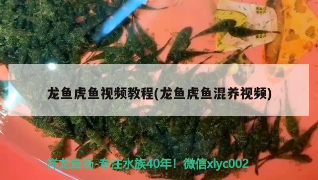 龍魚虎魚視頻教程(龍魚虎魚混養視頻)