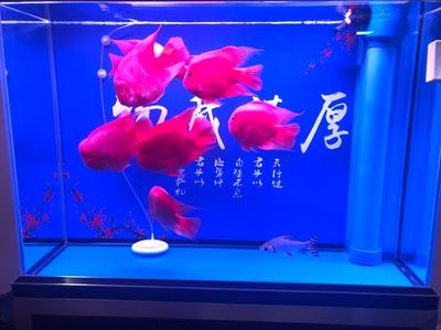 愛上魚魚缸官網：愛上魚魚缸店基本信息通遼市德城區天衢工業園乾兆鋁材市場11號門市