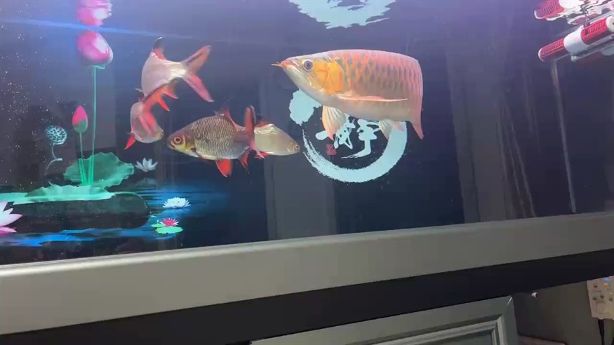 馬上來我家兩年了 越來越大了