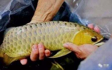 龍魚用自來水可以嗎？ 龍魚用自來水可以嗎？ 龍魚百科 第1張