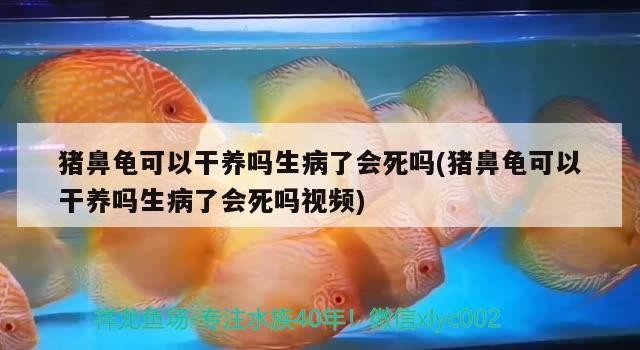 豬鼻龜可以干養嗎生病了會死嗎(豬鼻龜可以干養嗎生病了會死嗎視頻)