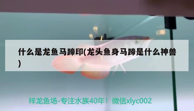 什么是龍魚馬蹄印(龍頭魚身馬蹄是什么神獸)