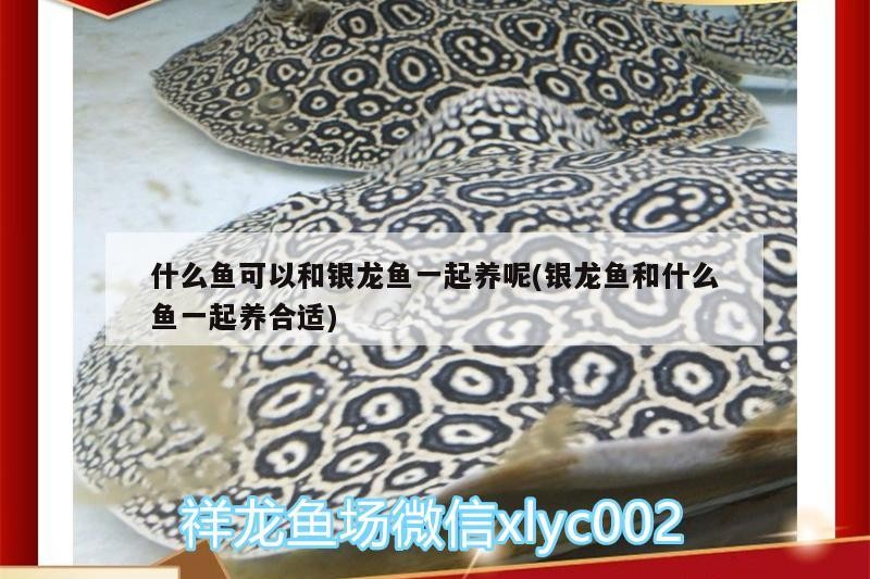 魚缸用增氧泵價格是多少:魚缸增氧機-xtrac增氧機-xtrac增氧機 什么魚可以和銀龍魚一起養呢(銀龍魚和什么魚一起養合適) 銀龍魚百科 什么魚可以和銀龍魚一起養呢(銀龍魚和什么魚一起養合適) 什么魚可以和銀龍魚一起養呢(銀龍魚和什么魚一起養合適) 銀龍魚百科
