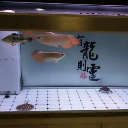 加了一只豬鼻龜