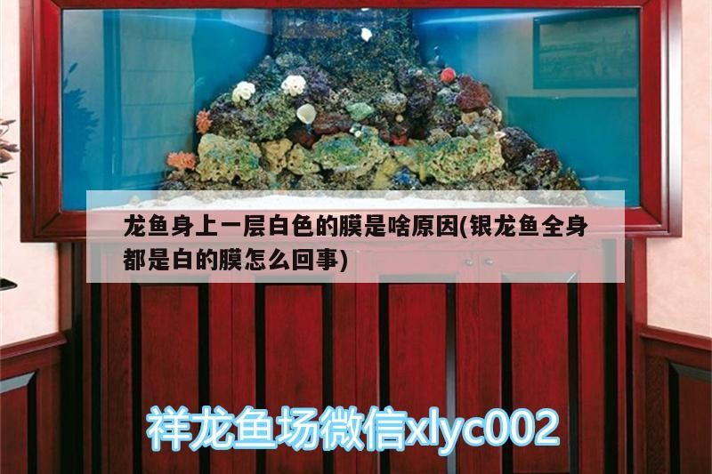 龍魚身上一層白色的膜是啥原因(銀龍魚全身都是白的膜怎么回事)