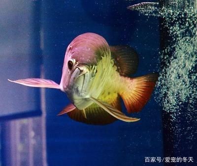 龍魚得腸炎怎么治好得快