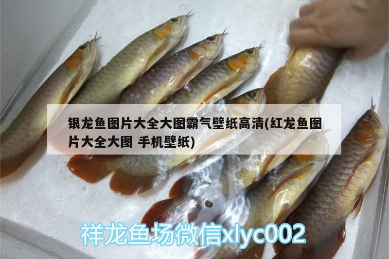 我的虎魚真菌感染了要怎么處理 銀龍魚圖片大全大圖霸氣壁紙高清(紅龍魚圖片大全大圖手機壁紙) 銀龍魚百科 銀龍魚圖片大全大圖霸氣壁紙高清(紅龍魚圖片大全大圖手機壁紙) 銀龍魚圖片大全大圖霸氣壁紙高清(紅龍魚圖片大全大圖手機壁紙) 銀龍魚百科