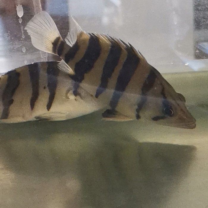 俺養的虎魚