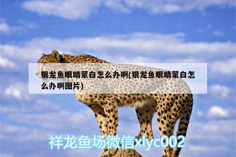 銀龍魚眼睛蒙白怎么辦啊(銀龍魚眼睛蒙白怎么辦啊圖片) 銀龍魚眼睛蒙白怎么辦啊(銀龍魚眼睛蒙白怎么辦啊圖片) 銀龍魚百科