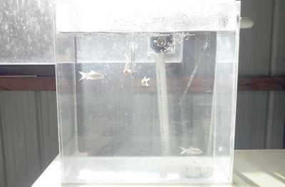 搬家怎么搬魚(yú)缸視頻：搬家時(shí)魚(yú)缸搬運(yùn)注意事項(xiàng)在搬家過(guò)程中注意事項(xiàng)和注意事項(xiàng)