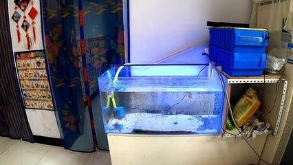 搬家怎么搬魚(yú)缸視頻：搬家時(shí)魚(yú)缸搬運(yùn)注意事項(xiàng)在搬家過(guò)程中注意事項(xiàng)和注意事項(xiàng)