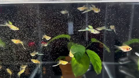 龍魚干蝦有營養嗎 龍魚與虎魚混養有什么意義(龍魚與虎魚混養有什么意義嗎) 虎魚百科 龍魚與虎魚混養有什么意義(龍魚與虎魚混養有什么意義嗎) 龍魚與虎魚混養有什么意義(龍魚與虎魚混養有什么意義嗎) 虎魚百科