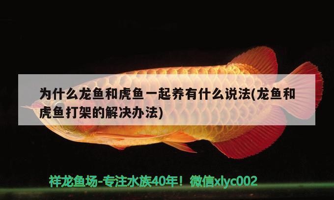 豬鼻龜 為什么龍魚和虎魚一起養有什么說法(龍魚和虎魚打架的解決辦法) 虎魚百科 為什么龍魚和虎魚一起養有什么說法(龍魚和虎魚打架的解決辦法) 為什么龍魚和虎魚一起養有什么說法(龍魚和虎魚打架的解決辦法) 虎魚百科