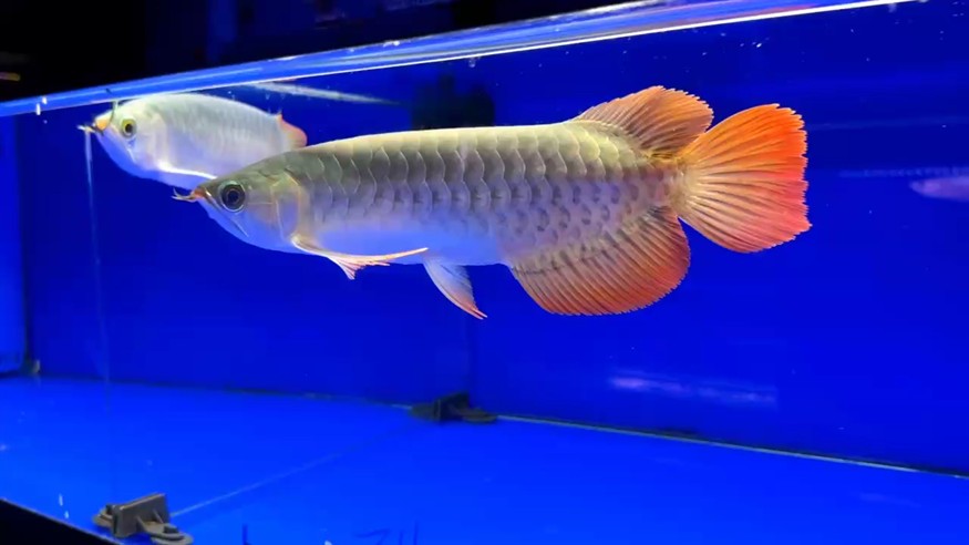 小尺寸圣塔倫大湖魚  尺寸28/29
前鰭自然下掛  七鰭張力強
水中舞者  超大蒲扇尾