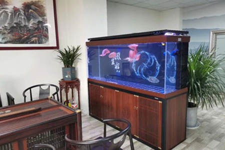龍魚虎魚魟魚那句話怎么說（虎魚和龍魚一樣大,打架嗎） 龍魚虎魚魟魚那句話怎么說（虎魚和龍魚一樣大,打架嗎） 虎魚百科