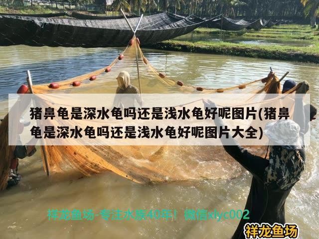 豬鼻龜是深水龜嗎還是淺水龜好呢圖片(豬鼻龜是深水龜嗎還是淺水龜好呢圖片大全) 豬鼻龜是深水龜嗎還是淺水龜好呢圖片(豬鼻龜是深水龜嗎還是淺水龜好呢圖片大全) 豬鼻龜百科