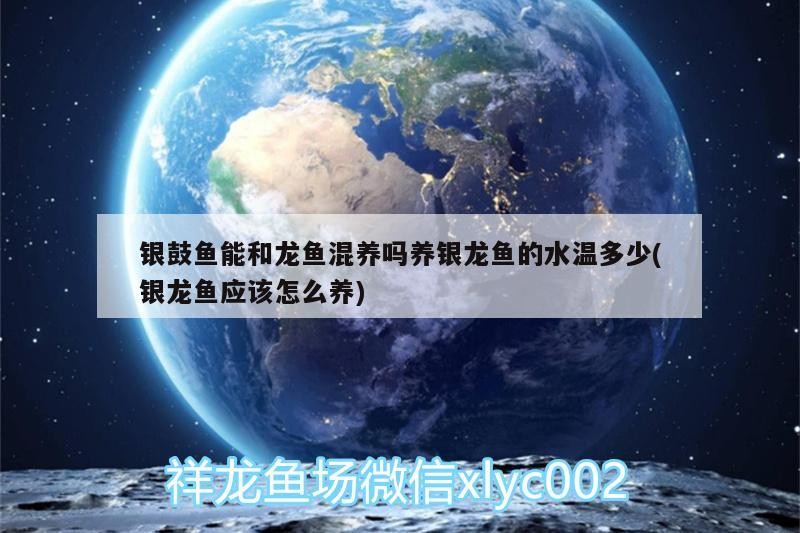 銀鼓魚能和龍魚混養嗎養銀龍魚的水溫多少(銀龍魚應該怎么養) 銀鼓魚能和龍魚混養嗎養銀龍魚的水溫多少(銀龍魚應該怎么養) 銀龍魚百科