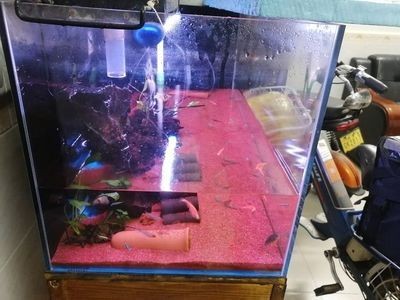大魚缸無法困水怎么換水：大魚缸換水的正確方法