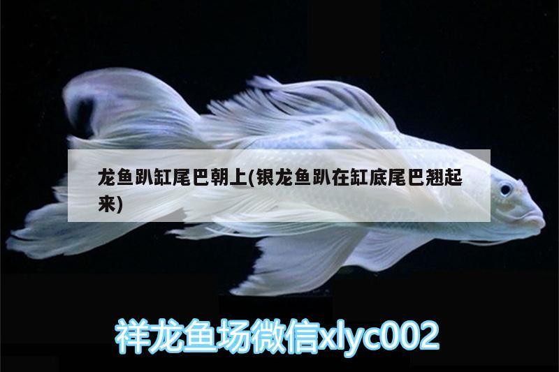 龍魚(yú)趴缸尾巴朝上(銀龍魚(yú)趴在缸底尾巴翹起來(lái))