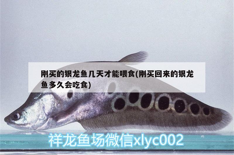 剛買的銀龍魚幾天才能喂食(剛買回來的銀龍魚多久會吃食)