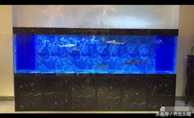 出售低價魚缸合法嗎安全嗎：出售低價魚缸合法嗎？