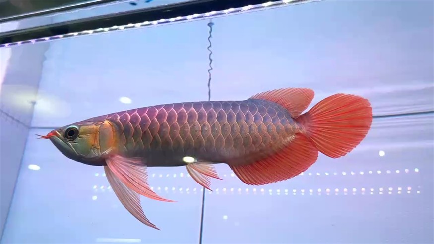 分享一位圣塔倫大湖魚亞成體 尺寸 36/37A區有表現 湛藍底色蝴蝶旗自然下掛 硬骨菱形尾??3800??