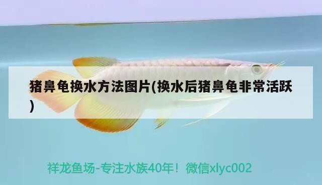 豬鼻龜換水方法圖片(換水后豬鼻龜非常活躍)