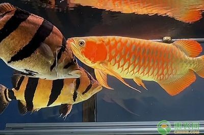 龍魚吃魚糧到底好不好呀怎么喂呢