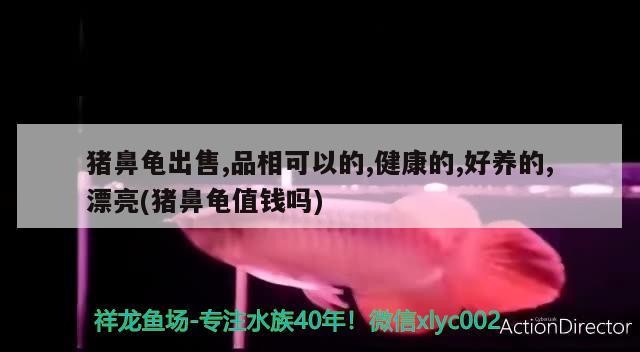 豬鼻龜出售,品相可以的,健康的,好養的,漂亮(豬鼻龜值錢嗎)