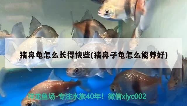 豬鼻龜怎么長得快些(豬鼻子龜怎么能養好)