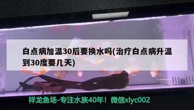 白點(diǎn)病加溫30后要換水嗎(治療白點(diǎn)病升溫到30度要幾天) 白點(diǎn)病加溫30后要換水嗎(治療白點(diǎn)病升溫到30度要幾天) 豬鼻龜百科