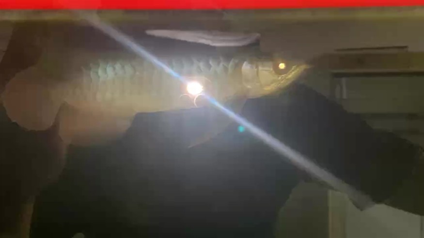 龍魚干蝦有營養嗎 超綠皮個體 龍魚論壇 超綠皮個體 超綠皮個體 龍魚論壇