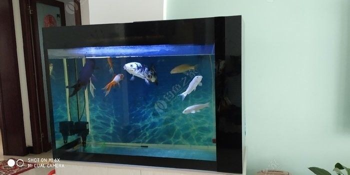 我的虎魚真菌感染了要怎么處理 處理二手魚缸9成新魚缸新都區:二手魚缸轉讓 魚缸百科 處理二手魚缸9成新魚缸新都區:二手魚缸轉讓 處理二手魚缸9成新魚缸新都區:二手魚缸轉讓 魚缸百科