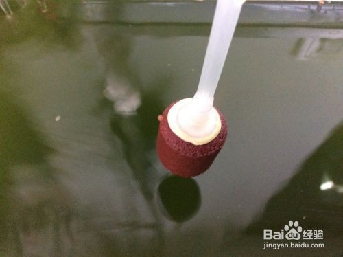 玉林市玉州區濱鴻水族館（玉林市玉州區濱鴻水族館地址）