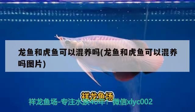 龍魚和虎魚可以混養嗎(龍魚和虎魚可以混養嗎圖片)
