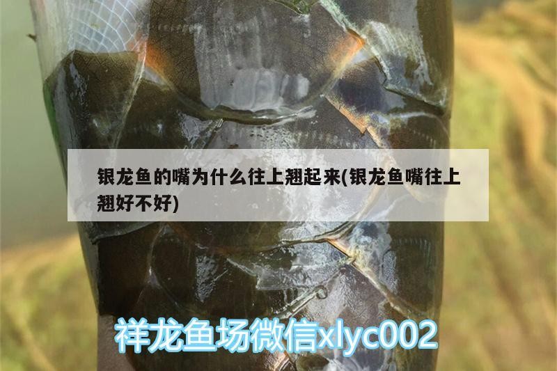 魚缸 銀龍魚的嘴為什么往上翹起來(銀龍魚嘴往上翹好不好) 銀龍魚百科 銀龍魚的嘴為什么往上翹起來(銀龍魚嘴往上翹好不好) 銀龍魚的嘴為什么往上翹起來(銀龍魚嘴往上翹好不好) 銀龍魚百科