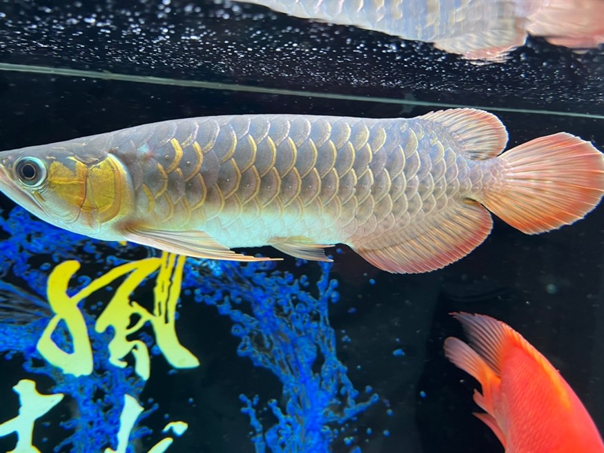 入缸第三天