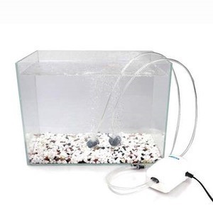 龍魚虎魚配什么魚（龍魚虎魚配什么魚好看）