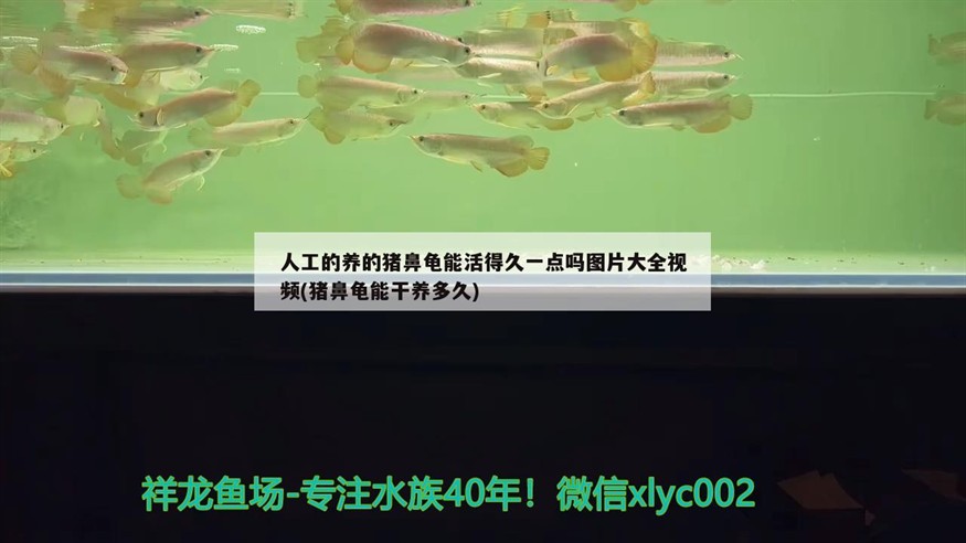 人工的養的豬鼻龜能活得久一點嗎圖片大全視頻(豬鼻龜能干養多久)