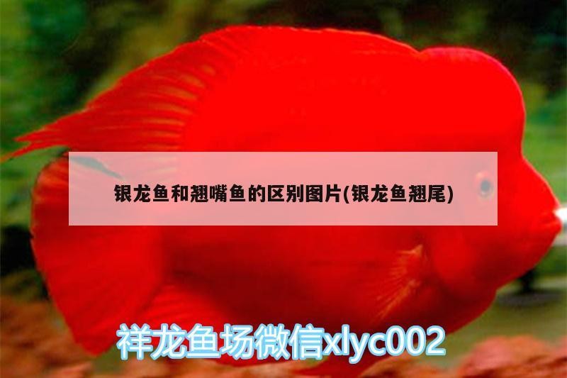 銀龍魚(yú)和翹嘴魚(yú)的區(qū)別圖片(銀龍魚(yú)翹尾)