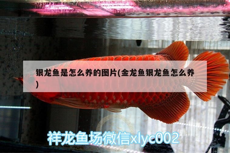 金波鄉(xiāng)龍魚水族店(金龍魚村電話) 銀龍魚是怎么養(yǎng)的圖片(金龍魚銀龍魚怎么養(yǎng)) 銀龍魚百科 銀龍魚是怎么養(yǎng)的圖片(金龍魚銀龍魚怎么養(yǎng)) 銀龍魚是怎么養(yǎng)的圖片(金龍魚銀龍魚怎么養(yǎng)) 銀龍魚百科