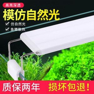 半圓魚缸造景攻略:半圓魚缸造景的基本步驟