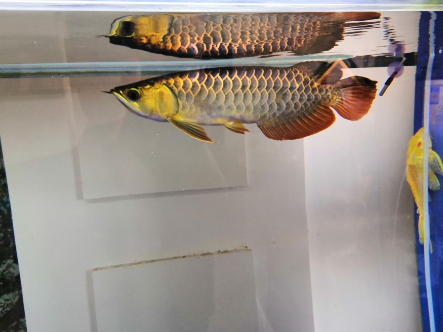世界上最小的龍魚圖片(世界最大銀龍魚圖片)