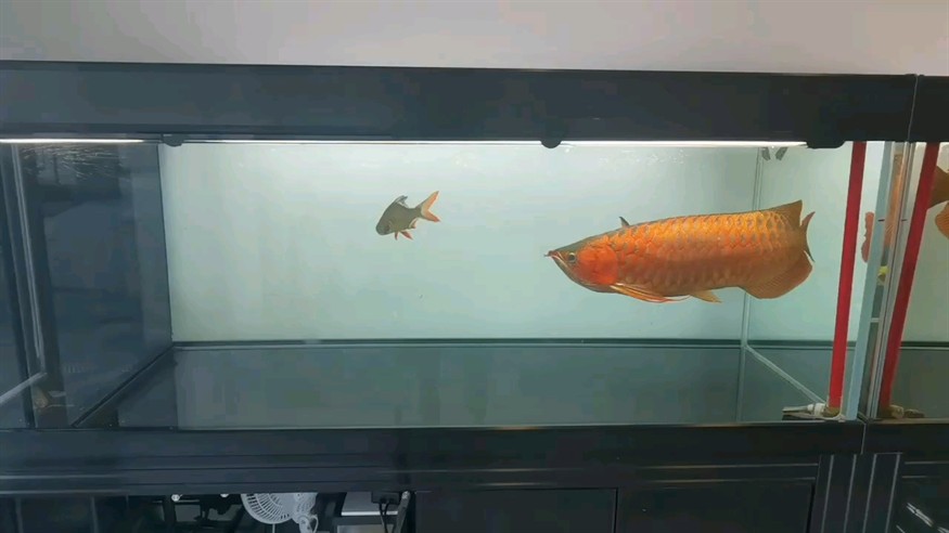 魚(yú)缸整備結(jié)束