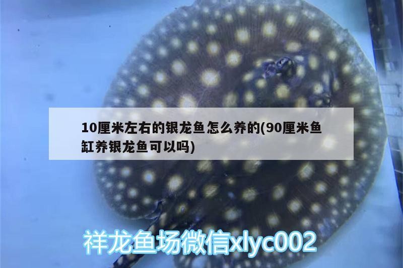 10厘米左右的銀龍魚怎么養(yǎng)的(90厘米魚缸養(yǎng)銀龍魚可以嗎)