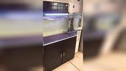 單養胭脂水虎60魚缸可以嗎：單養胭脂水虎是否適合60尺寸的魚缸